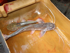 Flatwhiskered Catfish photo 2