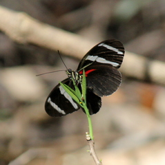 Heliconius sara