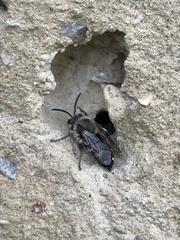 Melecta