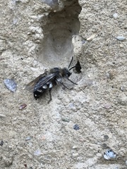 Melecta
