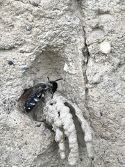 Melecta