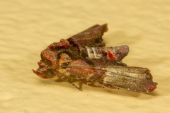 Lophoptera hemithyris