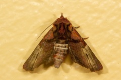 Lophoptera hemithyris