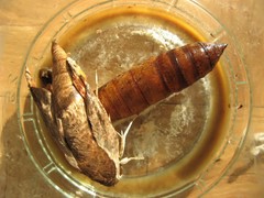 Theretra alecto