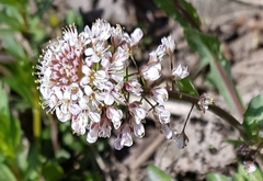 Noccaea caerulescens