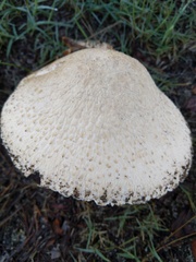 Saproamanita foetidissima