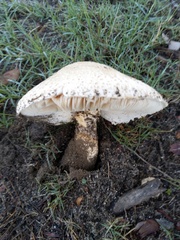 Saproamanita foetidissima