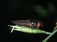 Diptera