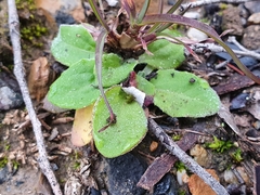 Cymbonotus lawsonianus