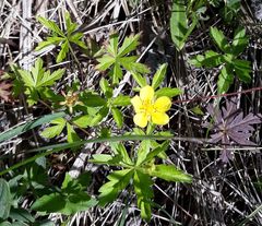 Potentilla flagellaris