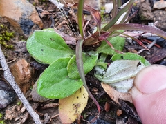 Cymbonotus lawsonianus