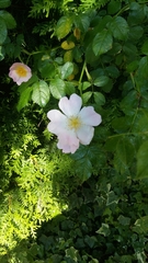 Rosa canina