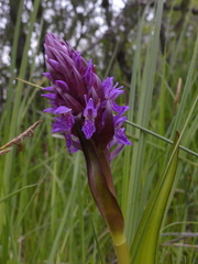 Dactylorhiza incarnata incarnata