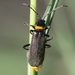 Plague Soldier Beetle - Photo (c) Arthur Chapman, some rights reserved (CC BY-NC-SA)