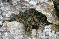 Asplenium ruta-muraria