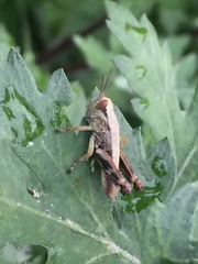 Parapodisma setouchiensis