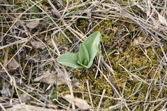Orchis purpurea