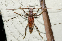Elytrimitatrix undata