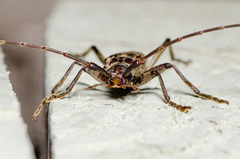 Elytrimitatrix undata