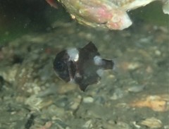 Trachichthys australis