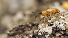 Dorytomus longimanus