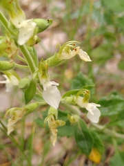 Teucrium flavum