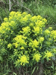Euphorbia lucida