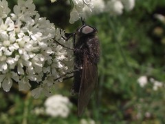 Diptera