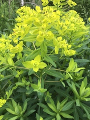 Euphorbia lucida