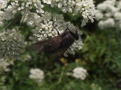 Diptera