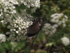 Diptera