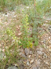 Teucrium flavum