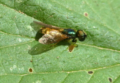 Chloromyia formosa