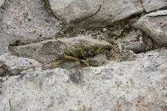 Asplenium trichomanes