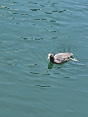 Fulica atra