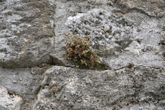 Asplenium ruta-muraria
