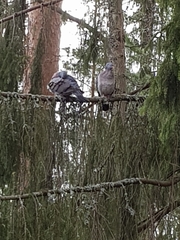 Columba palumbus