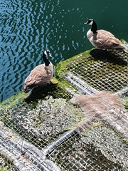 Branta canadensis