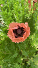Papaver orientale