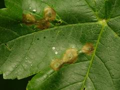 Drisina glutinosa