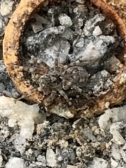 Tetralycosa