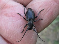 Neodorcadion bilineatum