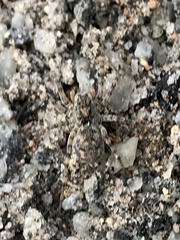 Tetralycosa