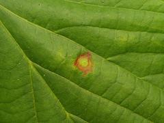 Physemocecis hartigi