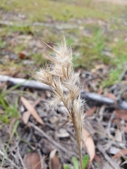 Rytidosperma tenuius