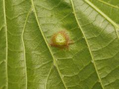 Physemocecis hartigi