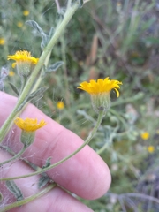 Pulicaria paludosa
