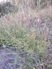 Pulicaria paludosa