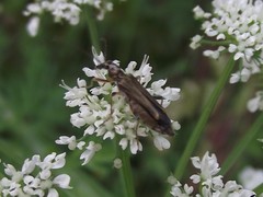 Oedemera barbara