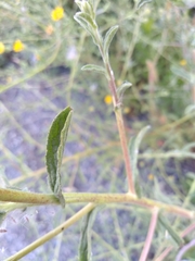 Pulicaria paludosa